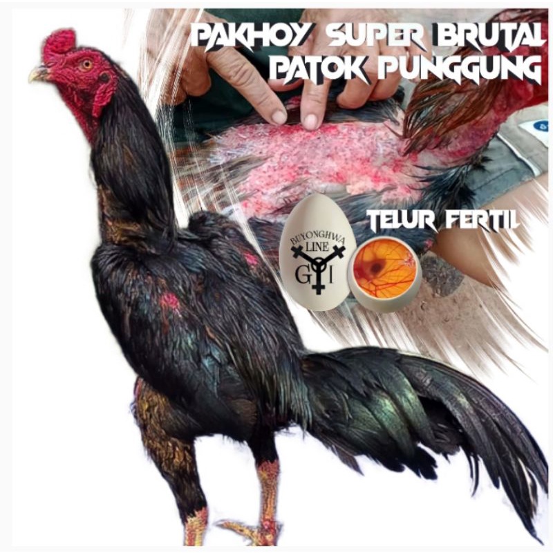 Ayam Bangkok Pakhoy New generasi telur fertil asli aduan Thailand super brutal