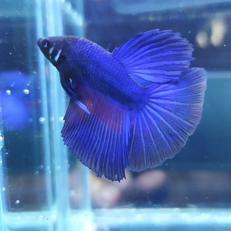 Ikan Cupang Halfmoon / Ikan Cupang Slayer / Ikan Cupang Rosetail