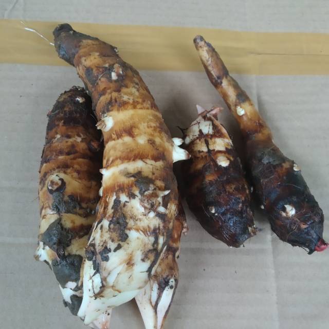 

Ubi talas pulen segar 1 kg