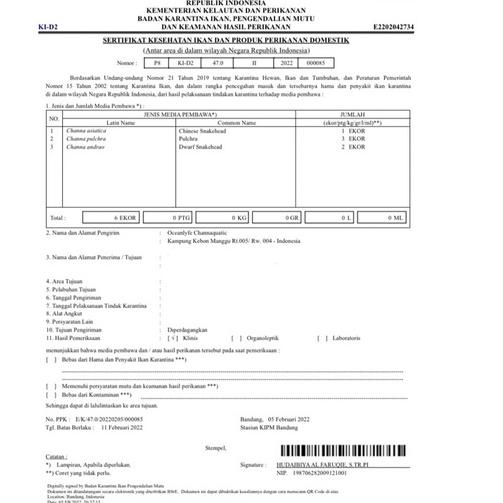 Muraaaahh.. Asiatica Red Stripe Premium