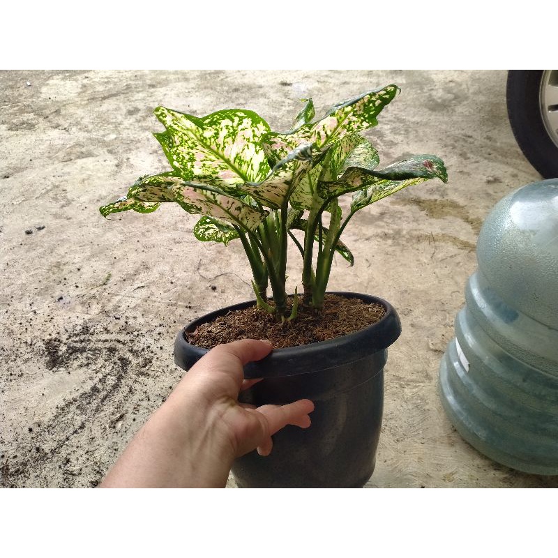 aglaonema tri colour