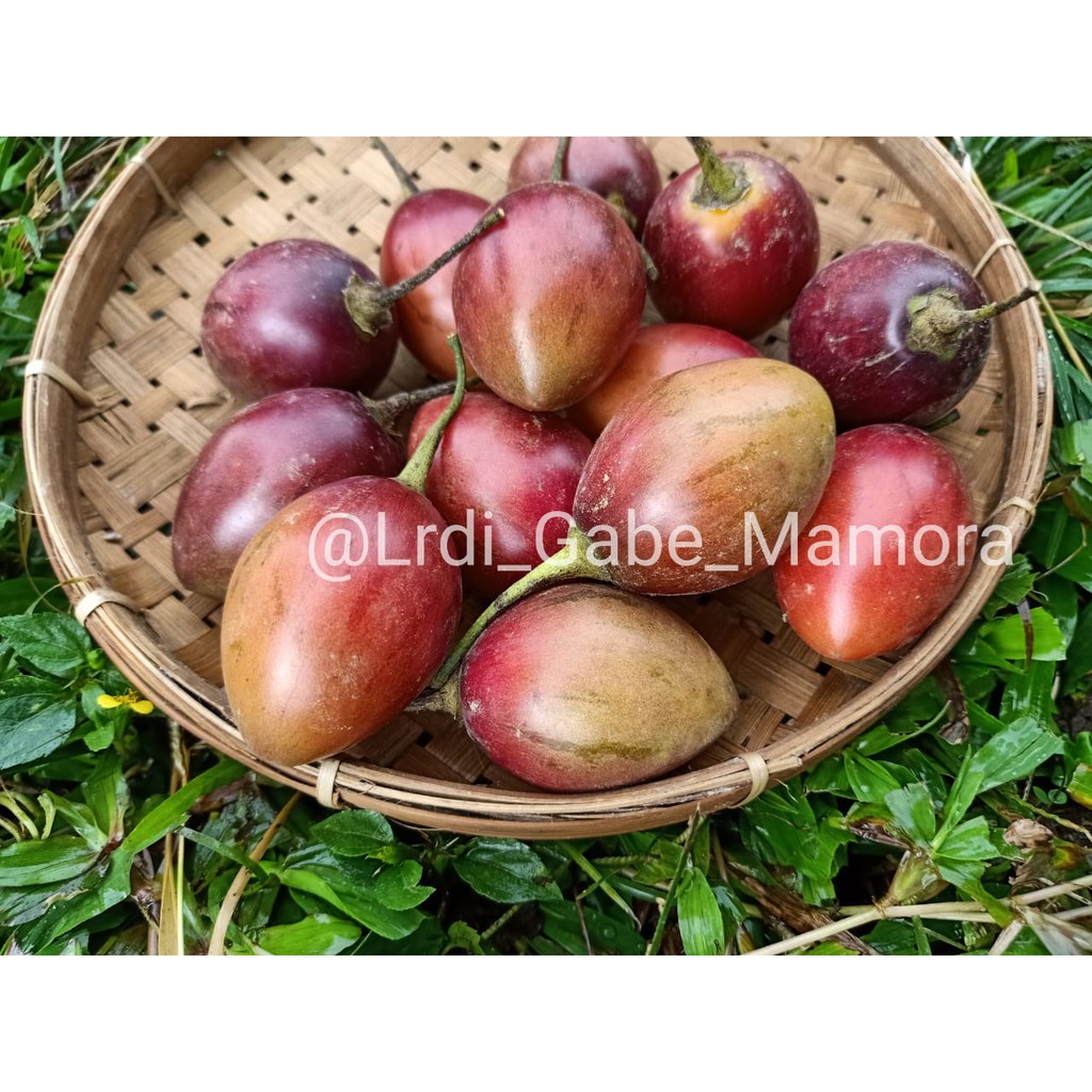 

TERONG BELANDA/BUAH TERONG BELANDA/FRESH/1KG