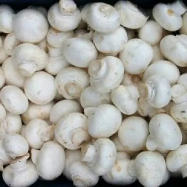 

jamur champignon 250gr