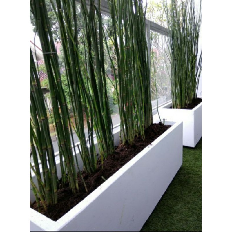 Pot Taman Panjang Minimalis dan Cantik Untuk Dekorasi