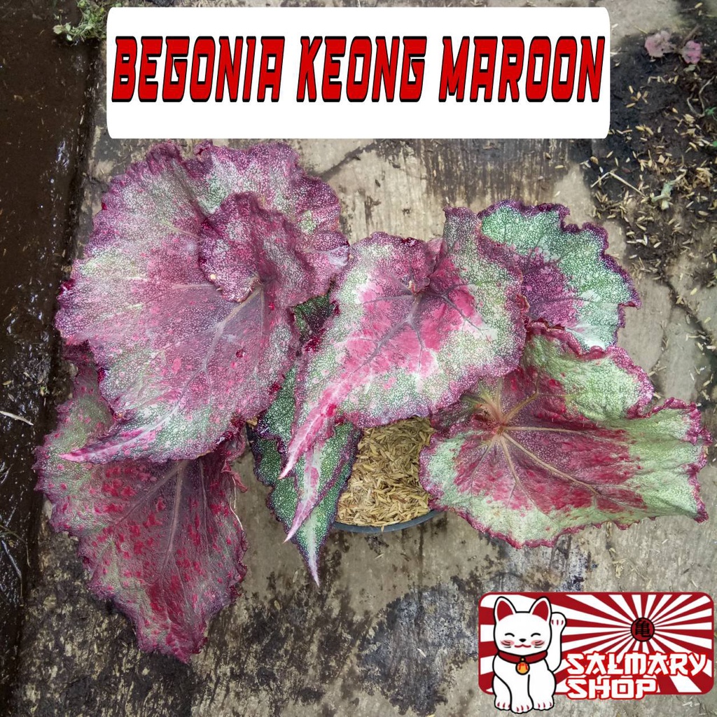 Tanaman Hias Bunga Begonia Rex Keong Maroon Keong Maron Keong Api