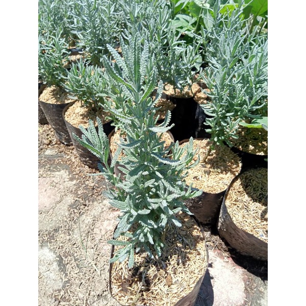 Tanaman lavender French ( lavender import )
