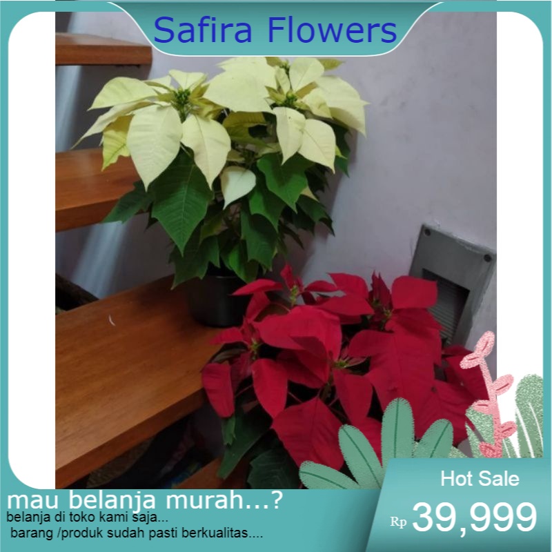paket 2 pohon kastuba merah-putih