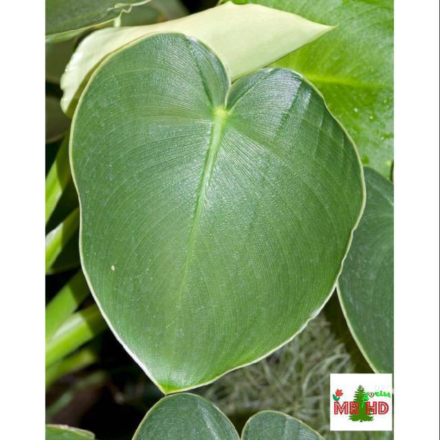 Tanaman Hias Philodendron rugosum | Philo pigskin