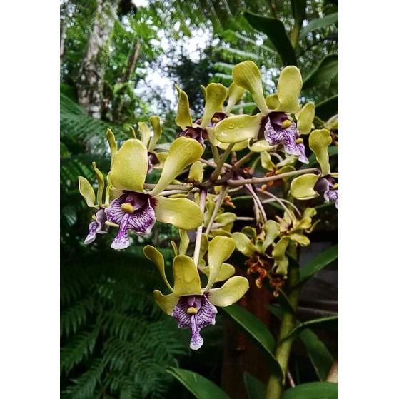 Anggrek Besi/Violaceoflavens