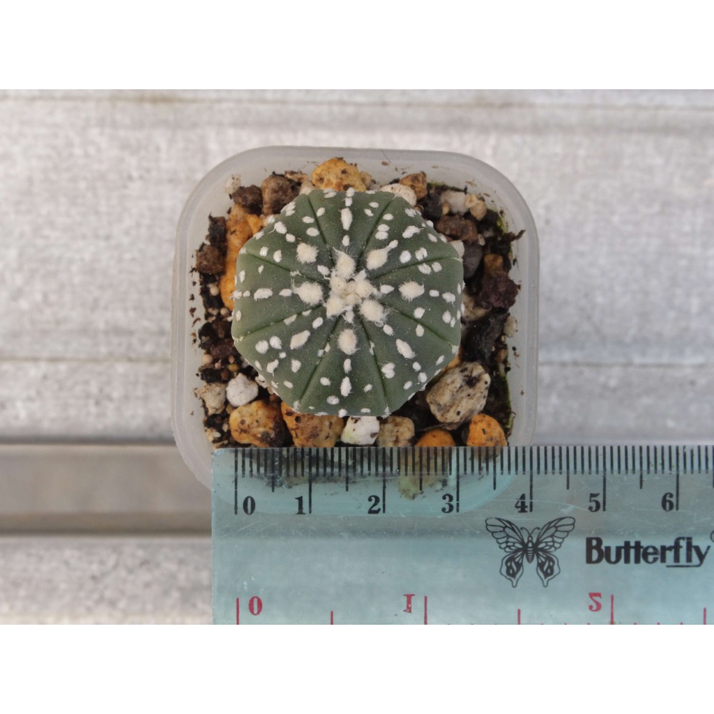 Astrophytum Asterias Super Kabuto - Type C