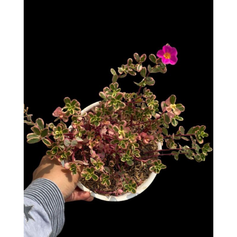 PROMO BUNGA SUN ROSE/MOSS ROSE KROKOT PORTULACA HANA VARIAGATA PINK | TERMURAH