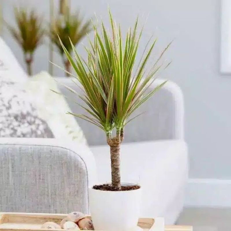 Tanaman Hias Dracena Tricolor/Tanaman Hias Dracena Tricolor Putih