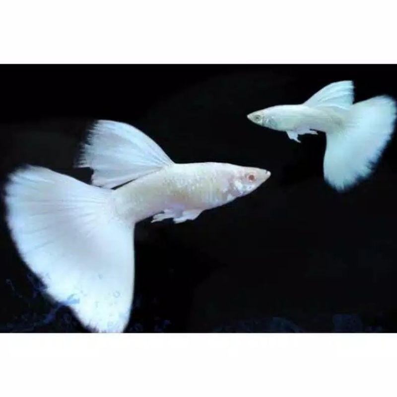 ikan guppy afp albino full platinum