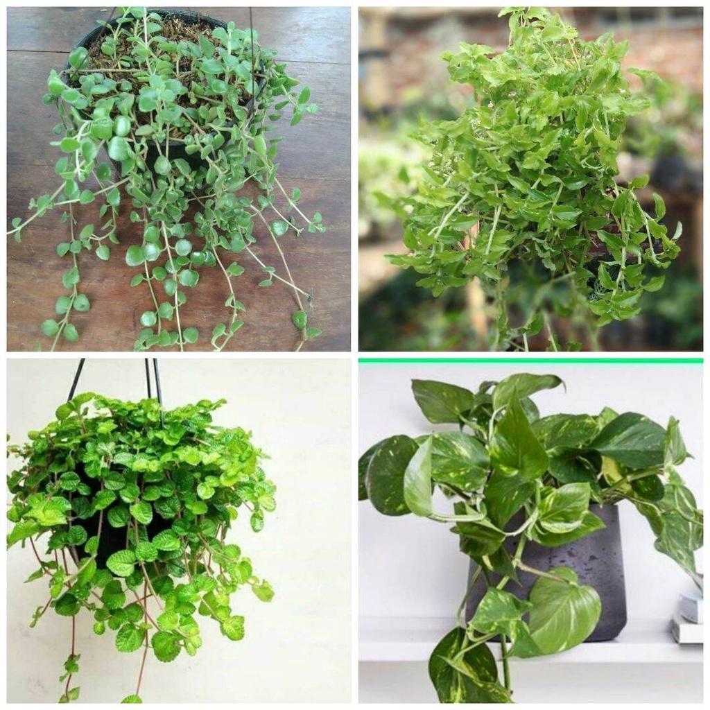 paket hemat 4 tanaman gantung indoor asri /tanaman hias hidup/bunga hias hidup/tanaman hidup/bunga hidup/bunga hidup murah/danielstore.