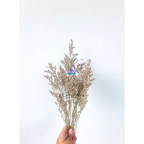 Dried Flower Rustic Caspia Bunga Kering Lovergrass  Props Foto wedding   Caspea