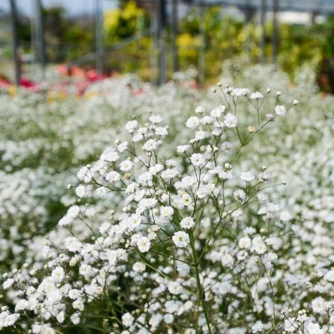 10 Bibit Baby Breath Putih Benih Bunga Gypsophila Elegans Import Tanaman Unggul Kualitas Premium