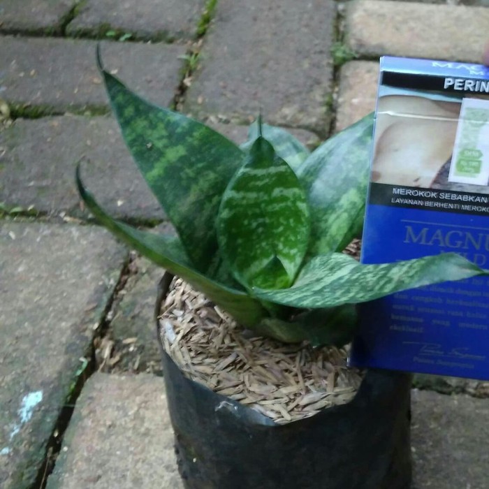 tanaman sansivera trifasciata katak - Sansevieria - lidah mertua