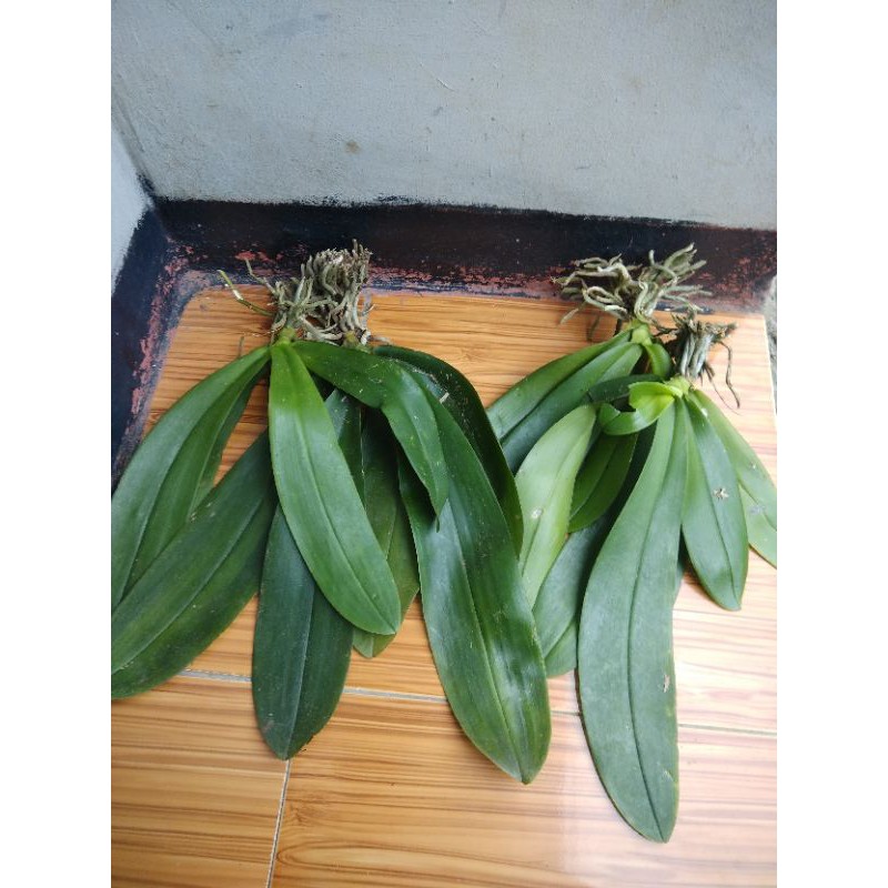  Bunga  Anggrek  Bulan  Spesies Jabar Shopee  Indonesia