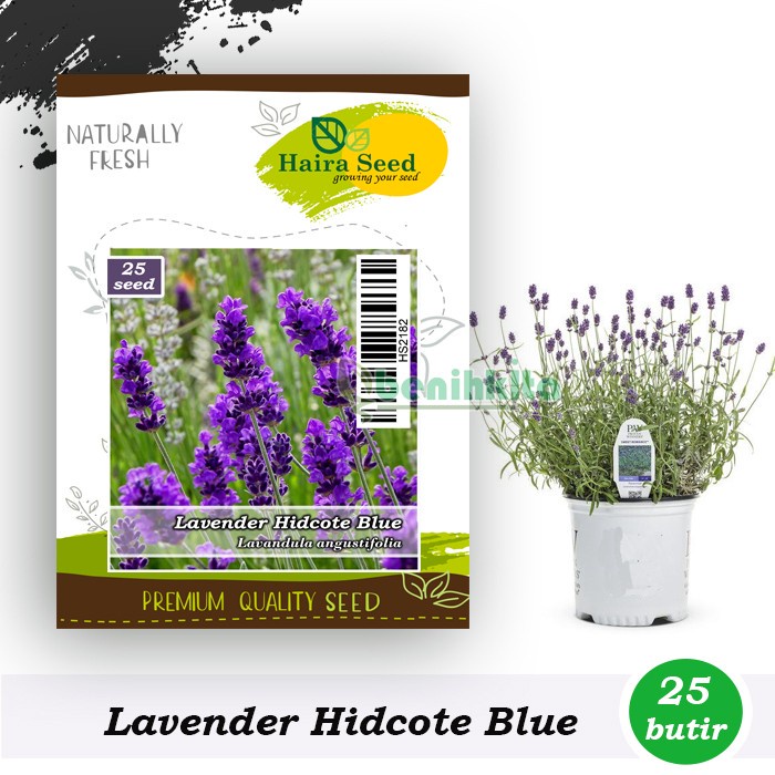 Benih-Bibit Bunga Lavender Hidcote Blue (Haira Seed)