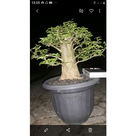 Bonsai anput size small