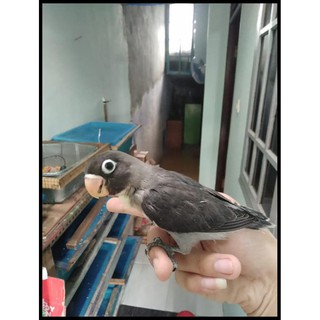 Burung Lovebird Batman Burung Lb Jinak Lolohan Ternakan Warna