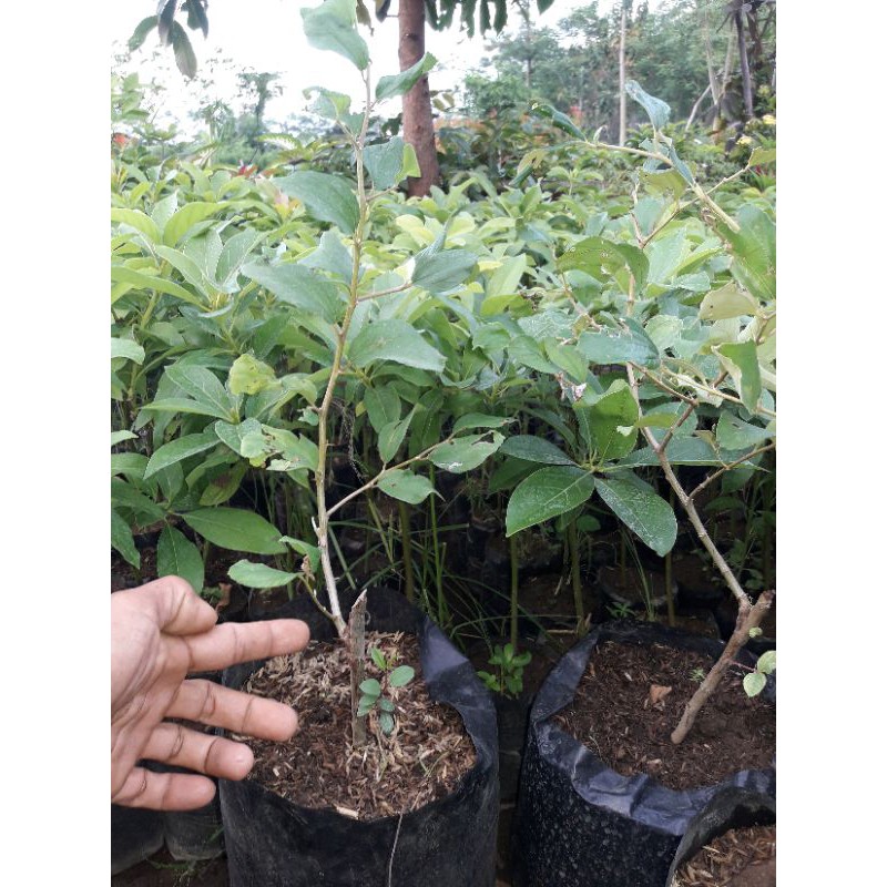 Apel putsa/apel india