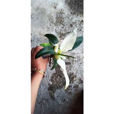 Philo Katak Varigata