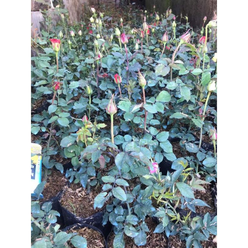 Bibit Bunga mawar hidup