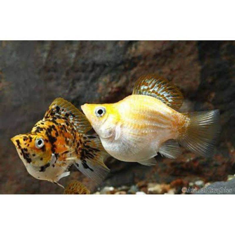 ikan hias kecil Marbel Golden ikan hias aquarium jenis air tawar ikan lucu ikan unik ikan hias canti