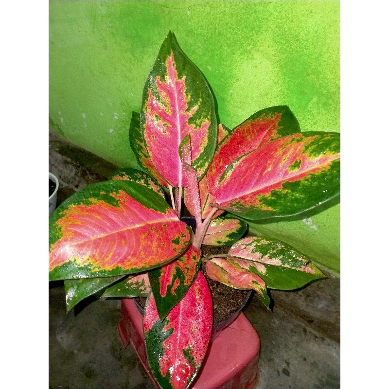 Tanaman hias Aglonema kochin hibrid
