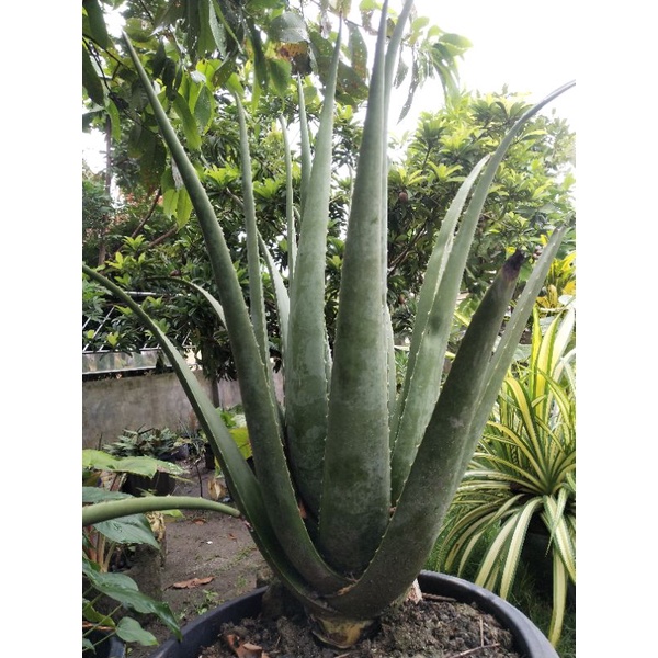 LIDAH BUAYA BARBADENSIS JUMBO MURAH