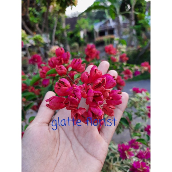 bibit bunga bougenville anggur merah batang ori