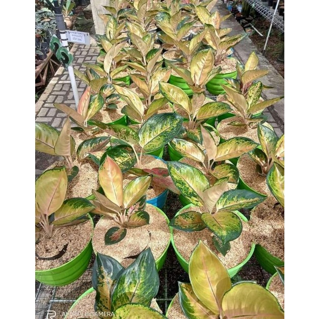 aglonema sultan brunai
