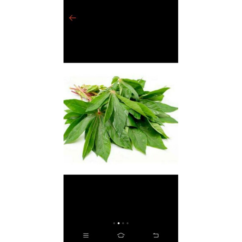 

sayur singkong segar
