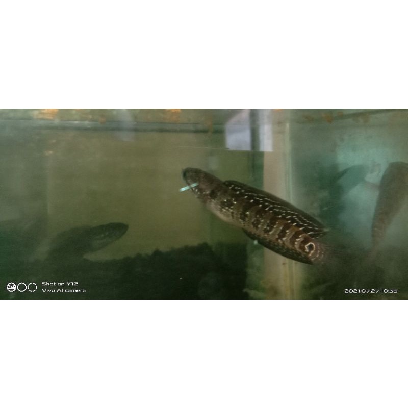 channa asiatica white spot pure