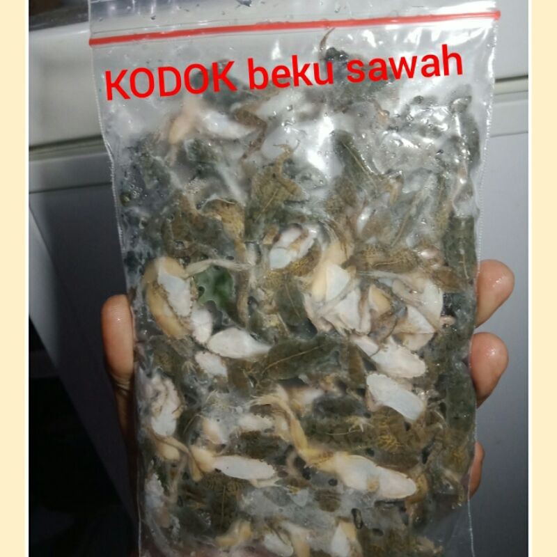 

kodok beku isi 100