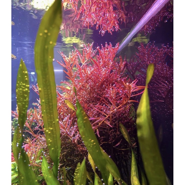 Rotala Hra 20 btg ( tanaman aquascape )