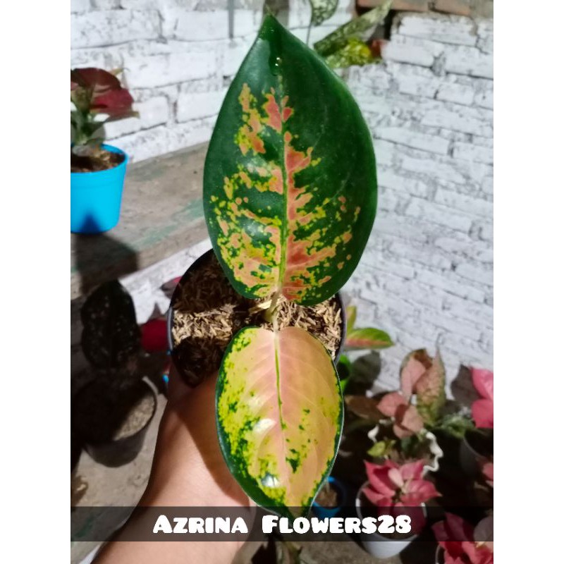 Bunga Aglonema Sultan Brunai Anakan/ Aglonema Sultan Brunai Baby