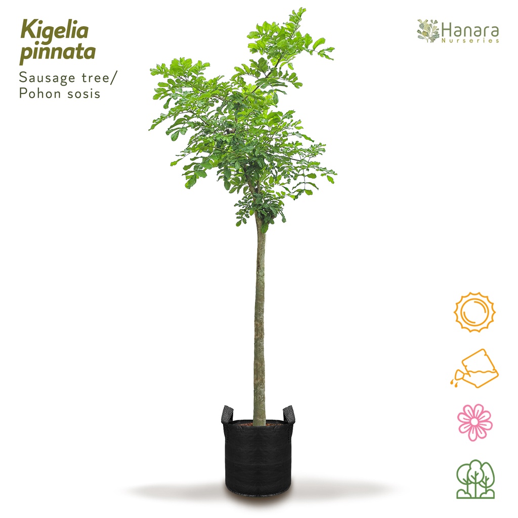 Kigelia pinnata - Sausage tree/Pohon sosis - pohon instan/instant tree