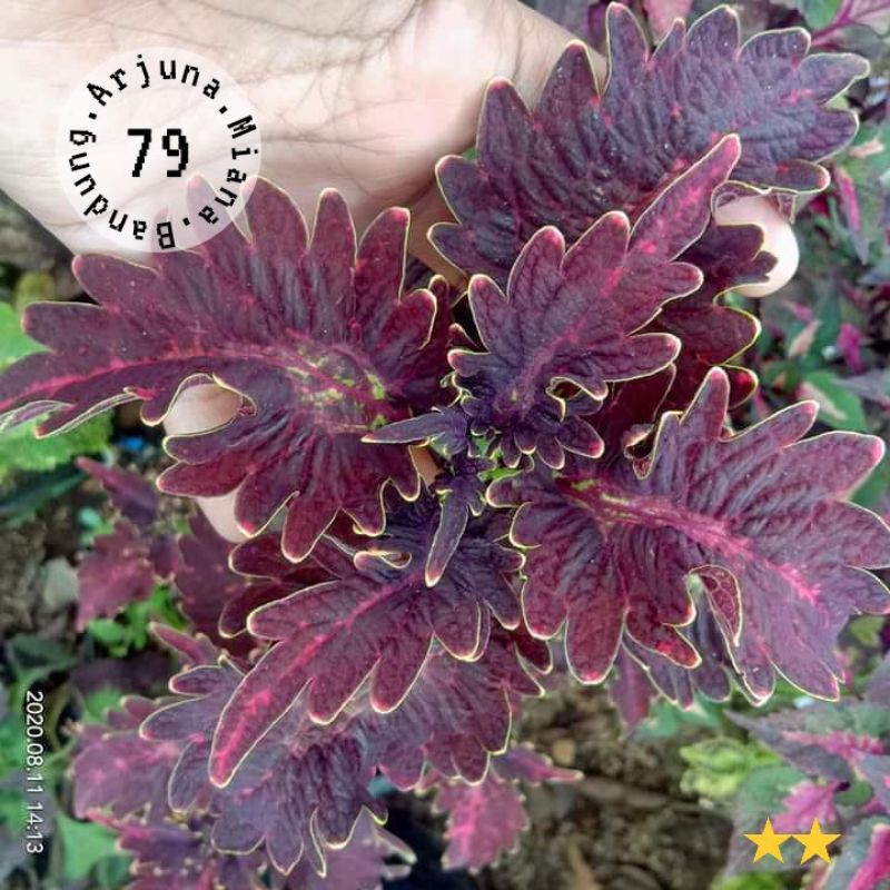 miana kode 79 / Arjuna Miana Bandung