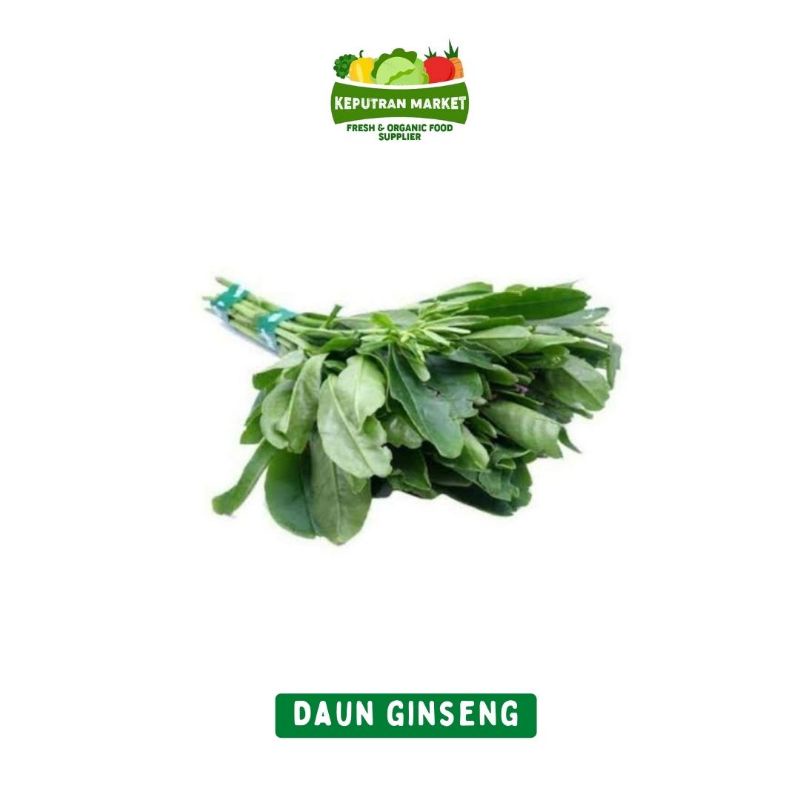 

Daun Ginseng Per Ikat / Produk Langka