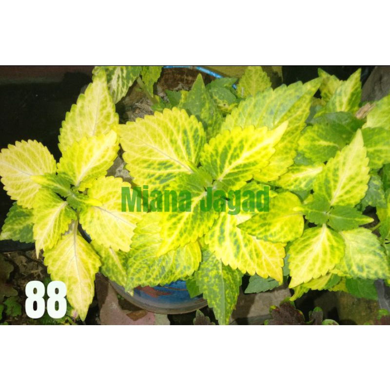 Miana kuning hijau/Langka