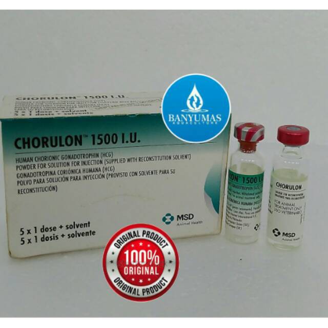 A029 Chorulon HCG 1500 IU penyubur ikan