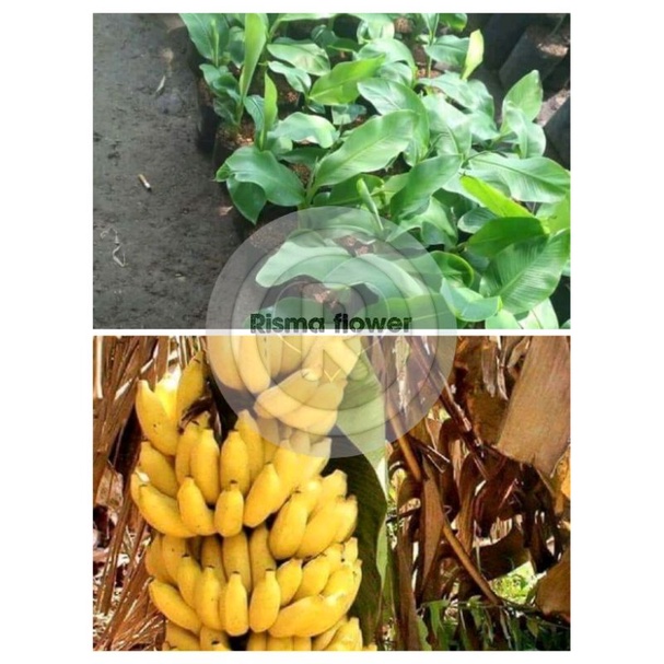 POHON PISANG LAMPUNG / TANAMAN BUAH PISANG LAMPUNG