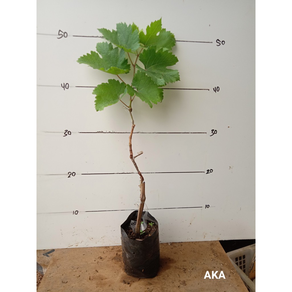 Bibit Anggur Import Akademik