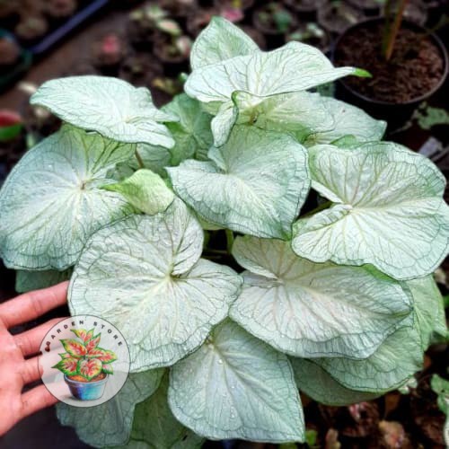PROMO bibit Umbi Caladium White Jaguar - Caladium Thailand