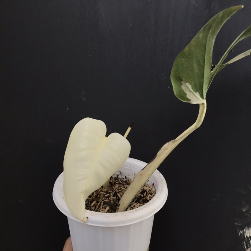 MONSTERA ALBO / MONSTERA VARIEGATA ALBO