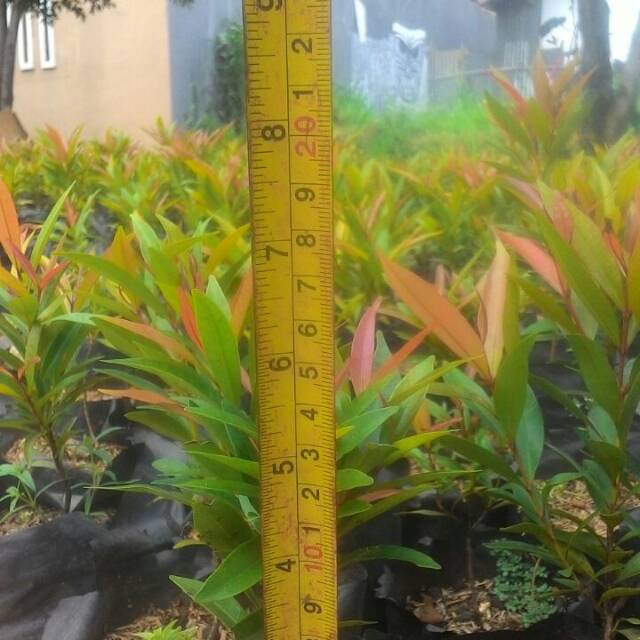 Bibit Pucuk Merah Biji