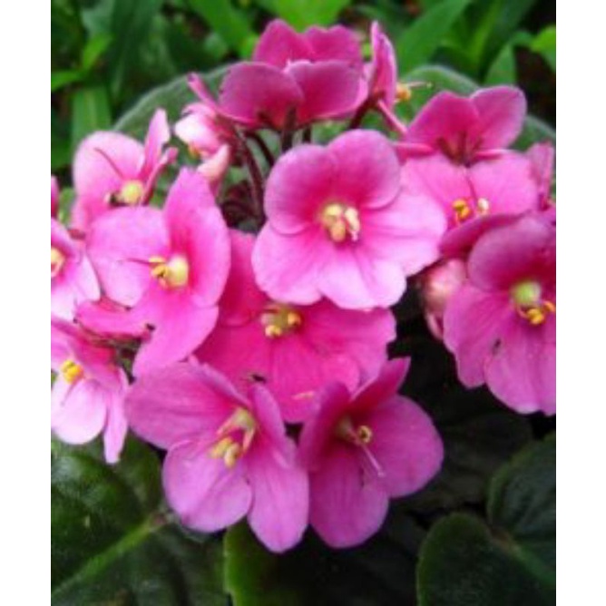 Violces Pink | African Violet