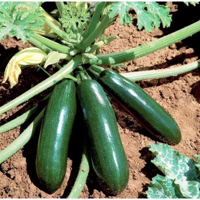 Benih ZUCCHINI HIJAU  HIBRIDA ISI 2 Biji